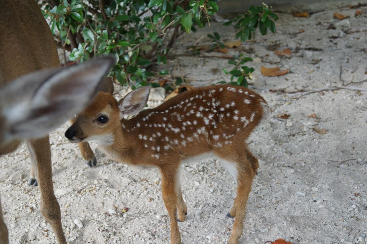 大松礁岛Deer Run On The Atlantic住宿加早餐旅馆 外观 照片